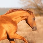 Золото донских степей - @don_budjonny_breeds - Instagram
