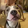 DONT BULLY OUR BREED - @dont.bully.our_breed - TikTok