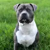 Dontbullymybreed - @dontbulllymybreed - TikTok