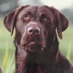 Don Brink - @teeskbrink - Instagram