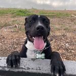 Don Ciro Briones 🐶🐶🐶🐶♥️ - @doncirobriones - Instagram