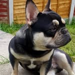 DON CAPONE - @doncaponethefrenchbulldog - Instagram