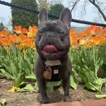 Don Capone - @doncaponethefrenchie - Instagram