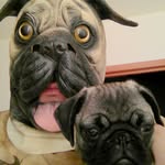 Don Capone - @don_capone_the_pug - Instagram