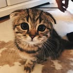 Don Capone - @doncaponethecat - Instagram
