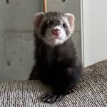 ドンちゃんねる（ferret） - @don_channel0209 - Instagram