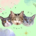 ドンチェリーにゃ - @don.cherry.nya - Instagram