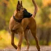 Brandon Colwell - @brandon.colwell - TikTok