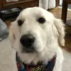 Intolerant leftist - @doncompton8 - TikTok