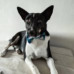 Cornetto aka Corny - @don_cornetto_dog - Instagram