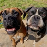 CREED🐾 + DONNY🐾 - @_2boxerbros - Instagram