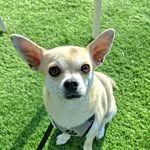 Cooper - @doncupito - Instagram