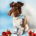 Don Dillard - Facebook