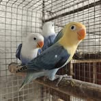 Dwity Bird - Facebook