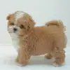 DongDong Duckworth - @dongdongduckworth - TikTok