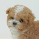 DongDong Lim Duckworth - @dongdongduckworth - Instagram