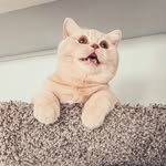 donut & oreo - @dunkindonutcat - Instagram