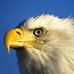 Don eagles - Facebook
