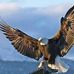 The Don of eagles - Facebook