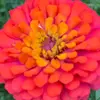 Donfello - @don.fello - TikTok