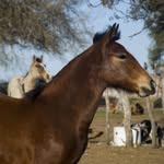 Criollos Don Florencio - @criollos.donflorencio - Instagram
