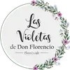 Las Violetas de Don Florencio - @violetasdedonflorencio - TikTok
