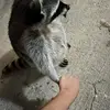 Donfoo - @donfooo - TikTok