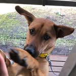 どんフライ - @donfrye_skipdog - Instagram