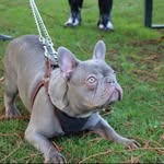 @dongraysonfury - Instagram