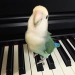 はつね - @hatsune_don_hazel - Instagram