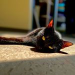 Don Head Village Animal Clinic - @donheadvillageanimalclinic - Instagram