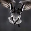 landonhelman693 - @landonhelman693 - TikTok