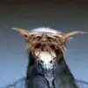 olafdapschies - @henkedonfaff - TikTok