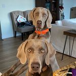 Don Herr - @weimaraner_duke_and_luna2020 - Instagram