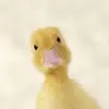 donheyman2322 - @duck_gang04 - TikTok