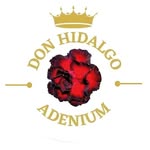 Don Hidalgo Adenium - @don.hidalgoadenium - Instagram