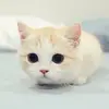 donshiggs - @donshiggs - TikTok