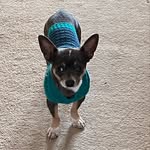 Don ignacio Aka Nacho - @nacho_the_mexican_chihuahua - Instagram