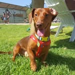 Igor Andrés - @don.igor.dachshund - Instagram