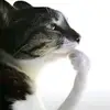 alineyy - @.donito - TikTok