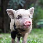 Don Jacinto Mini Pigs - @donjacintominipigs - Instagram