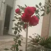 Don jan - @don.jan82 - TikTok