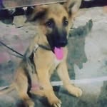 rocky.  don.  jarman - @rocky.don.jarman - Instagram