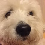 Don Jasper - @jasperthefluffball - Instagram