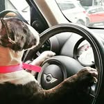 DON JUAREZ KENNEL - @donjuarezkennel - Instagram