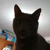 . - @don.gato.jugon - TikTok