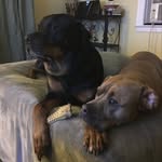 Don LaRoche - @2dogs_and_ajeep - Instagram