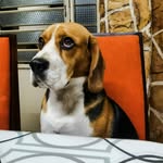 Sir Lennon Beagle - @donlennon - Instagram