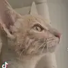 DON GLINGO - @don.glingo - TikTok