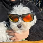 Don Luke el perro Jedi - @don.luke2023 - Instagram